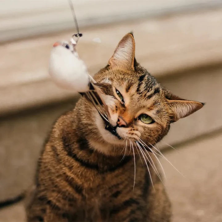 CatCatch™ Katten Speelgoedset  | Gesimuleerde vogel - Inclusief 5 extra vogels - Interactief - Urenlang Speelplezier -  Eenvoudig te installeren